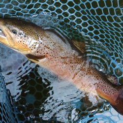 やる気満々のアマゴたち ～岡崎トラウトポンド～